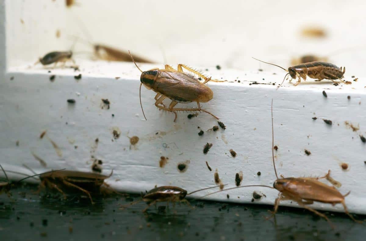 roach extermination for a restaurant in Dallas