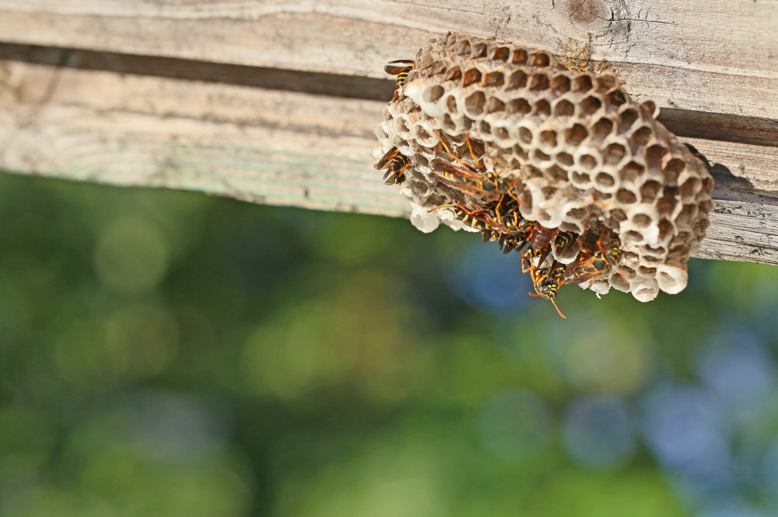 wasp nest on residential property