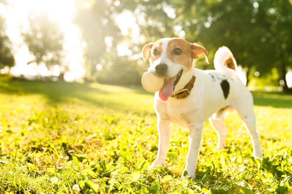 flea and tick control in dallas