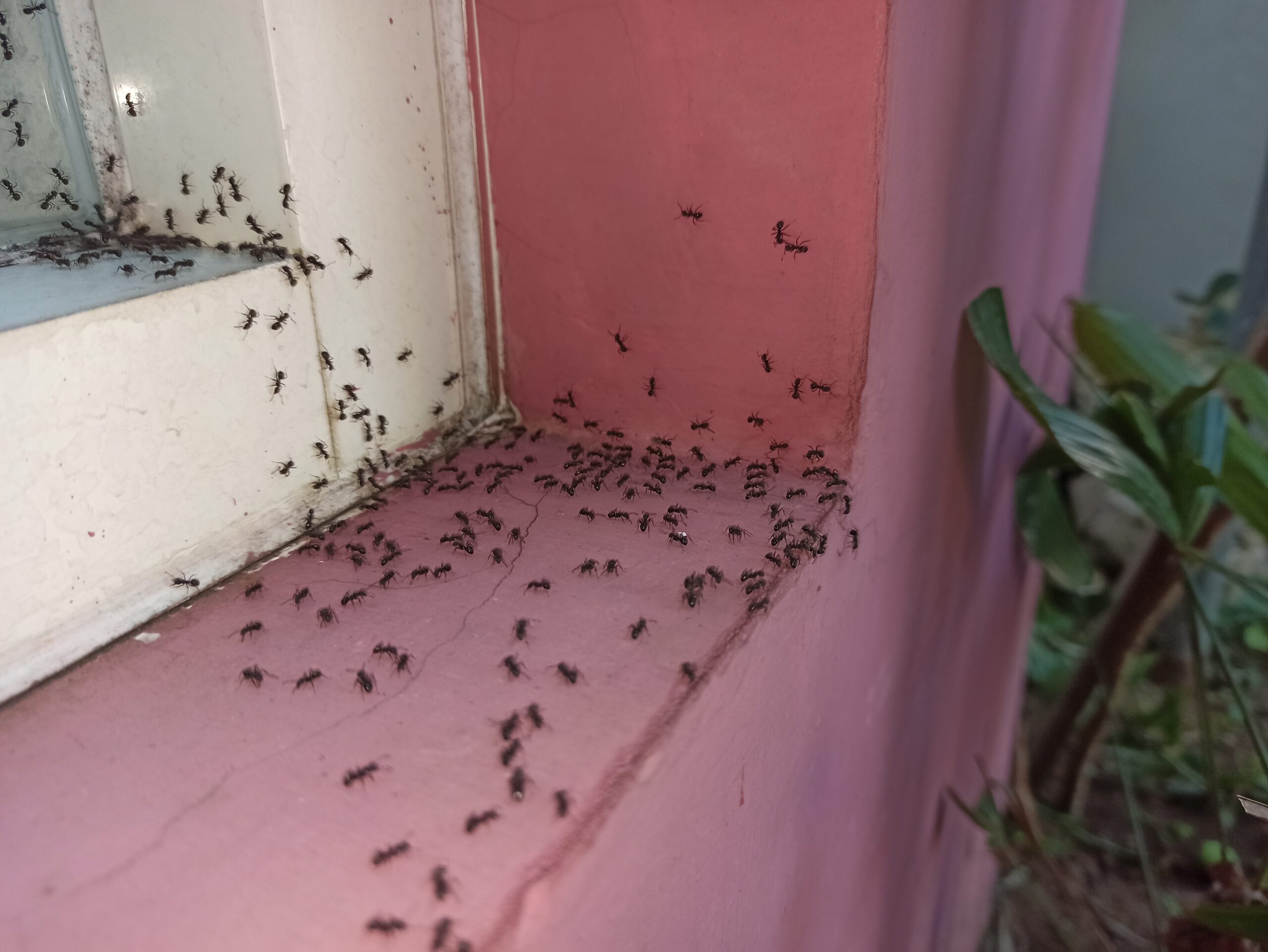 ant control