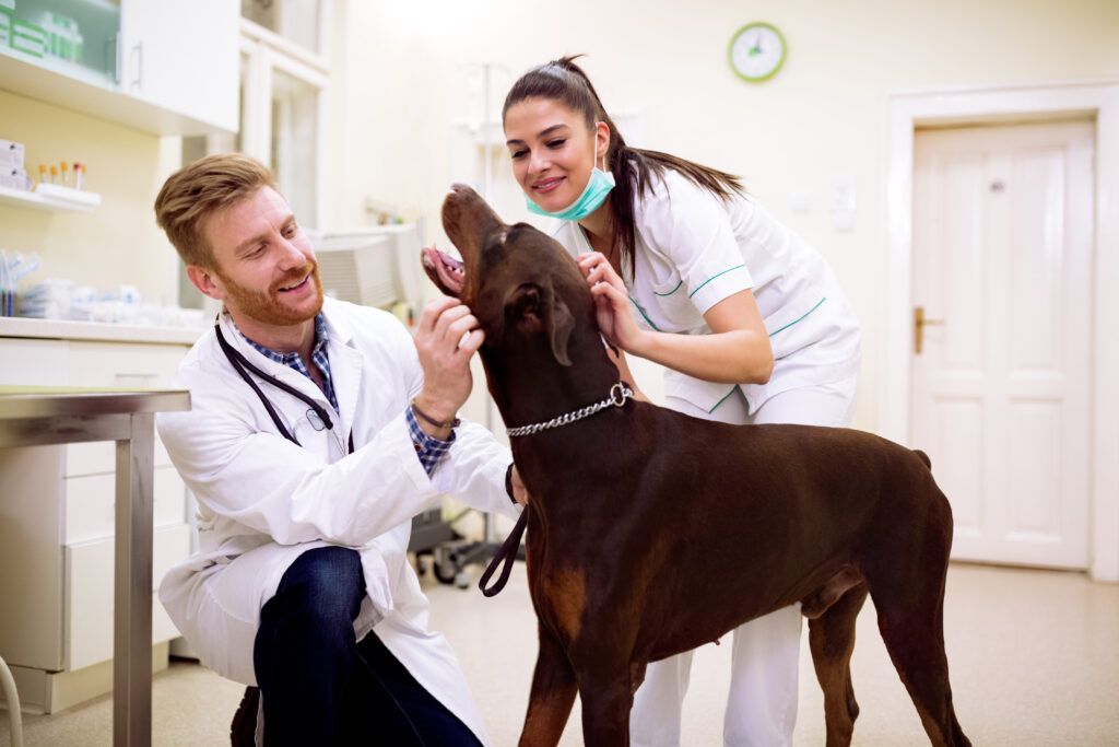 commercial pest control at vet