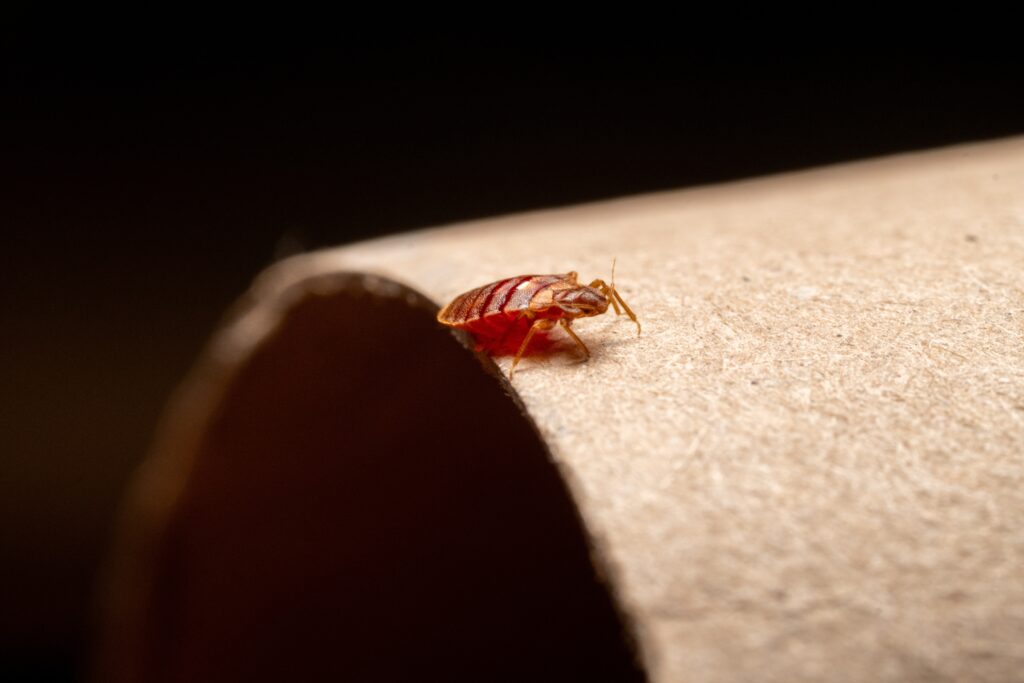 bed bug