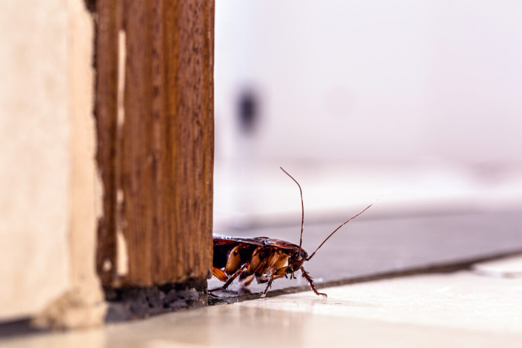 cockroach removal