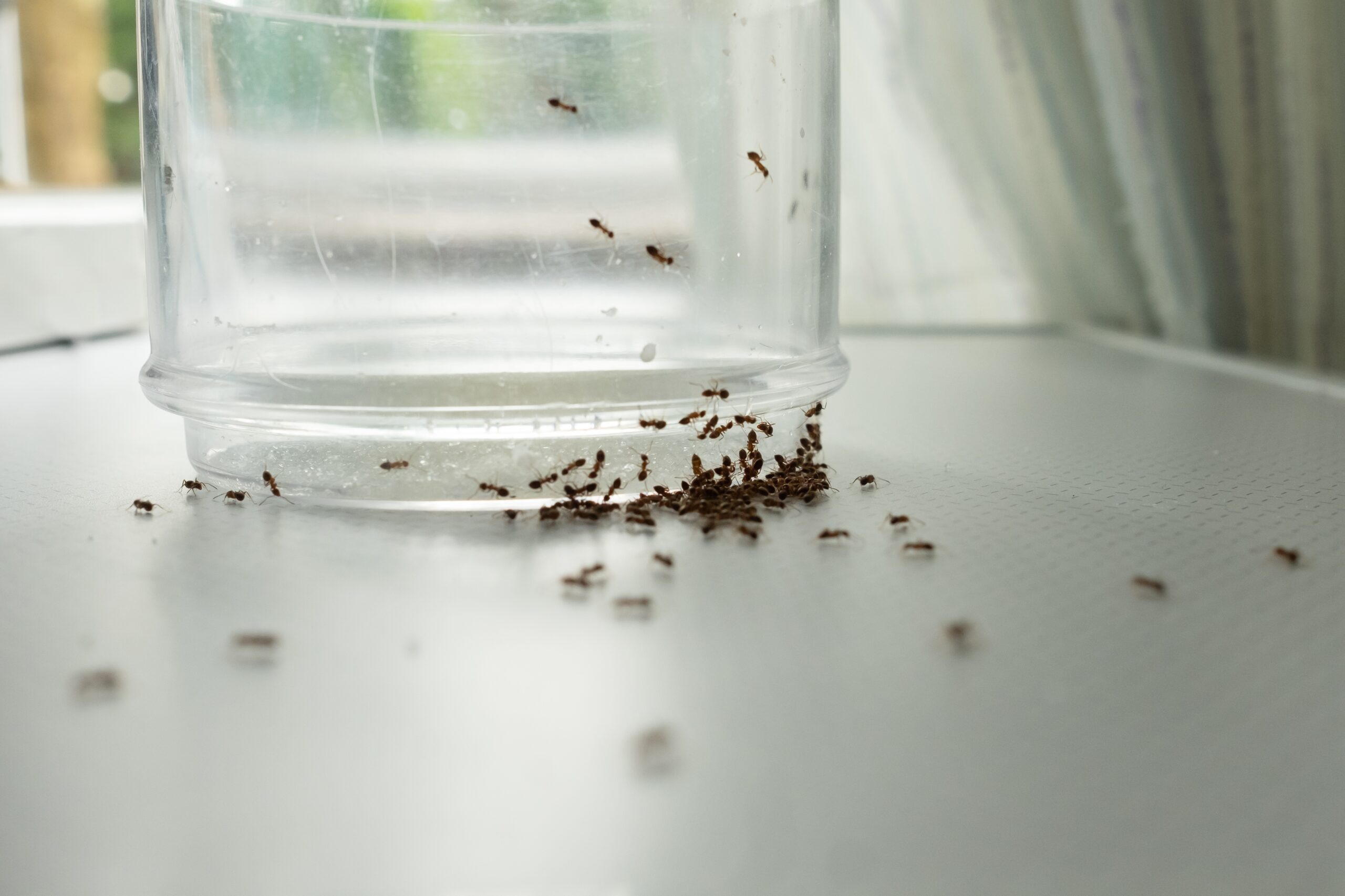 Ant infestation on a cup in a home