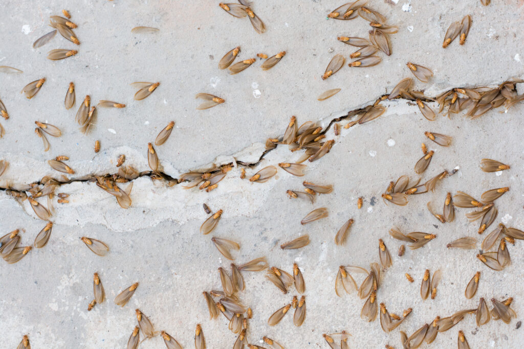 termite swarms in Dallas