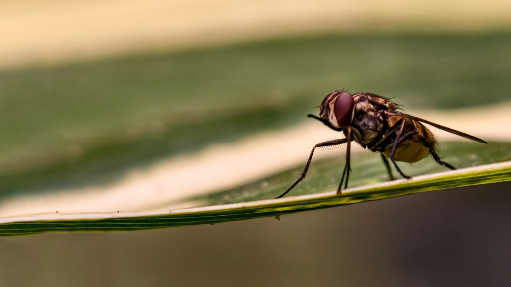 fly infestation during the armer months in Dallas