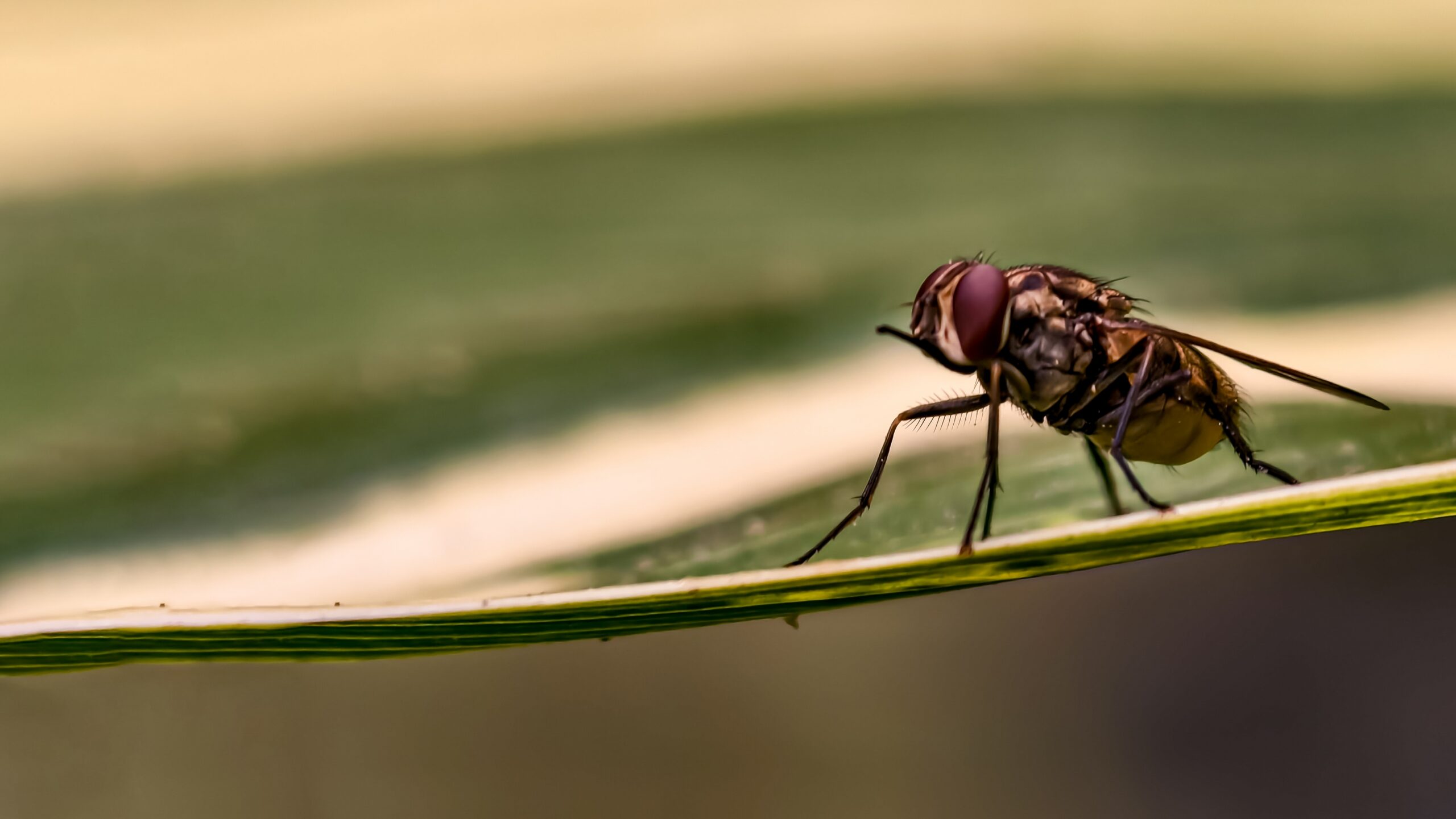 fly infestation during the armer months in Dallas