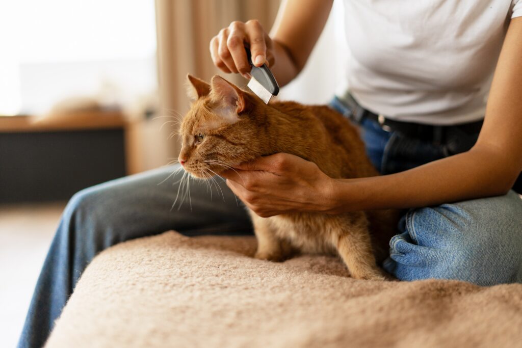 Woman holding her cat and checking its fur for signs of fleas during a routine inspection.