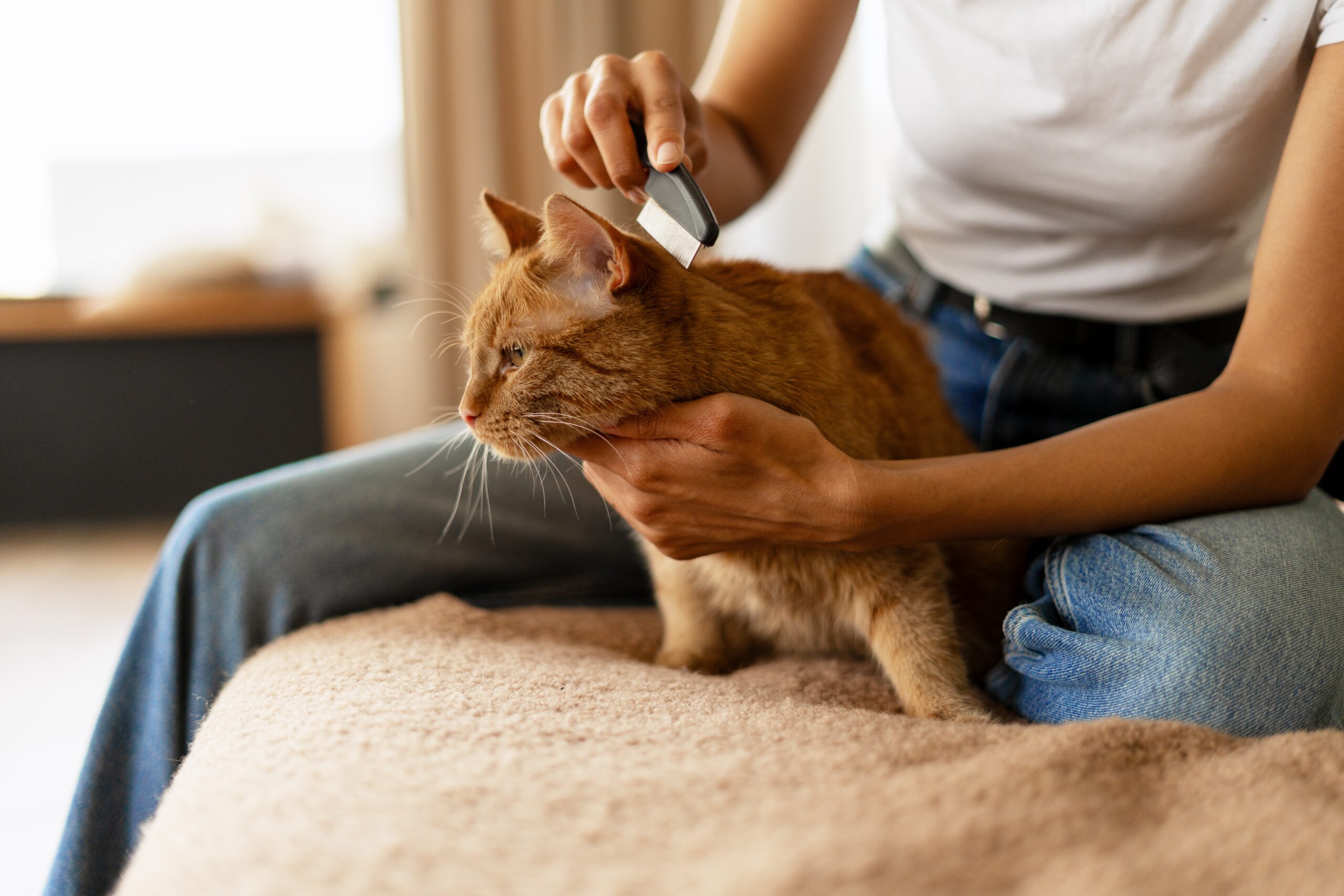 Woman holding her cat and checking its fur for signs of fleas during a routine inspection.