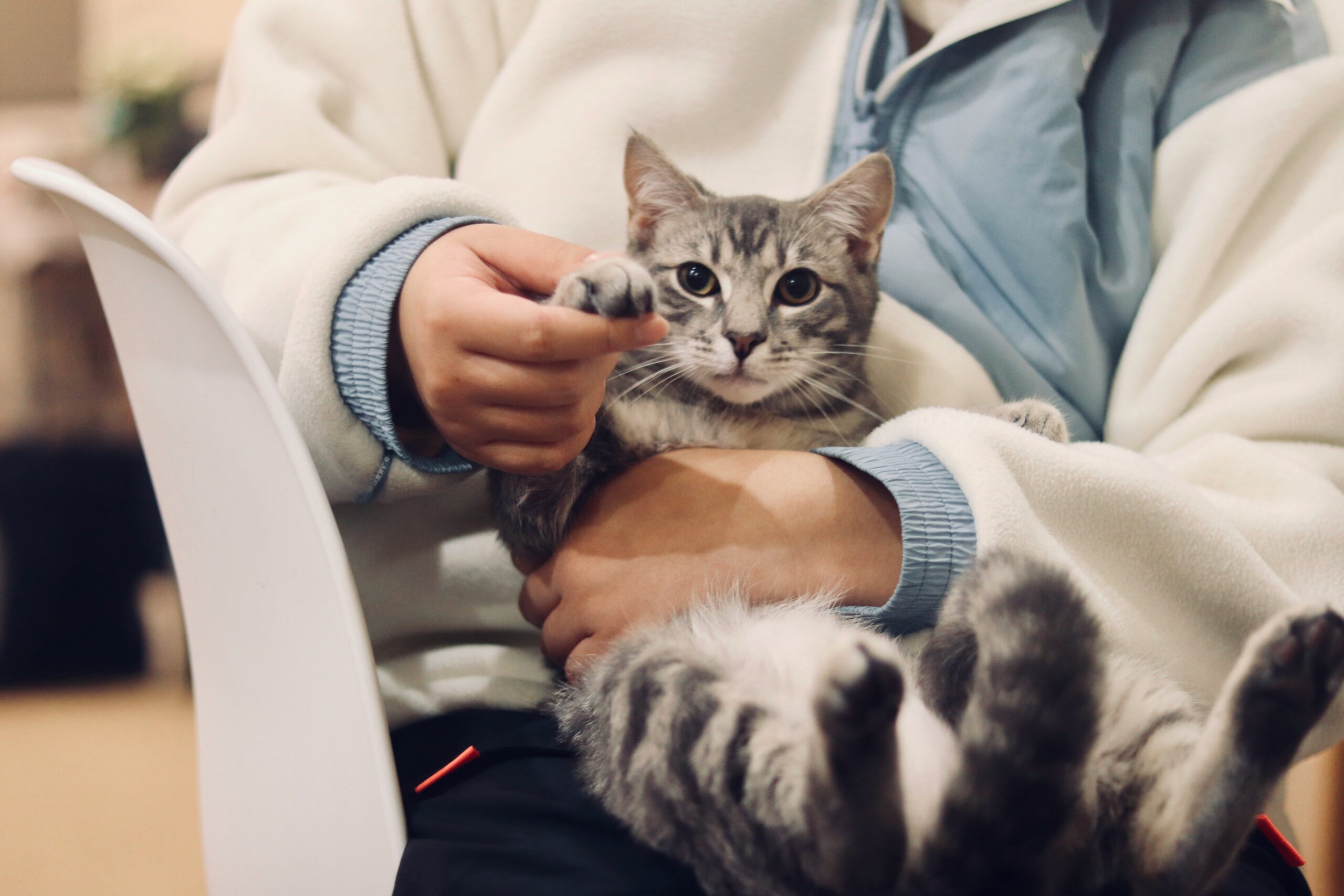 pest control for vet clinic for flea infestation from pet patients