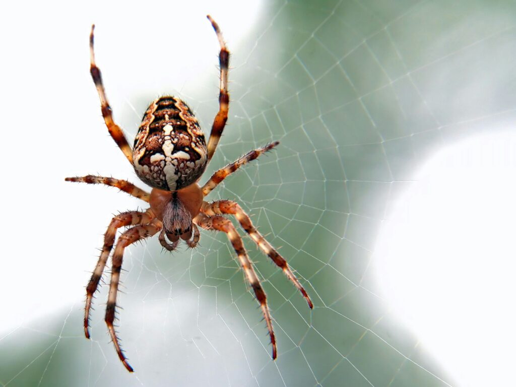 spider infestation at home
