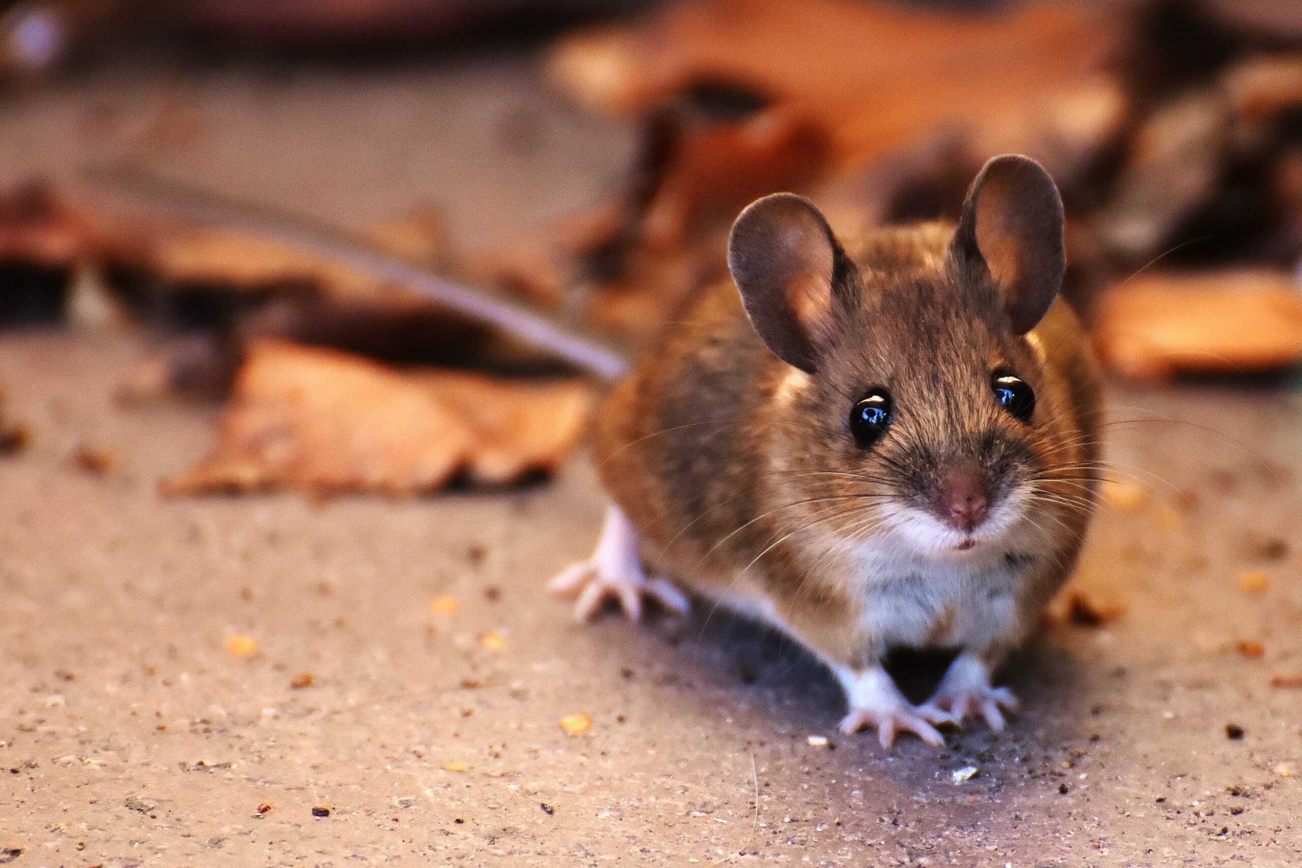 rodent removal in dfw