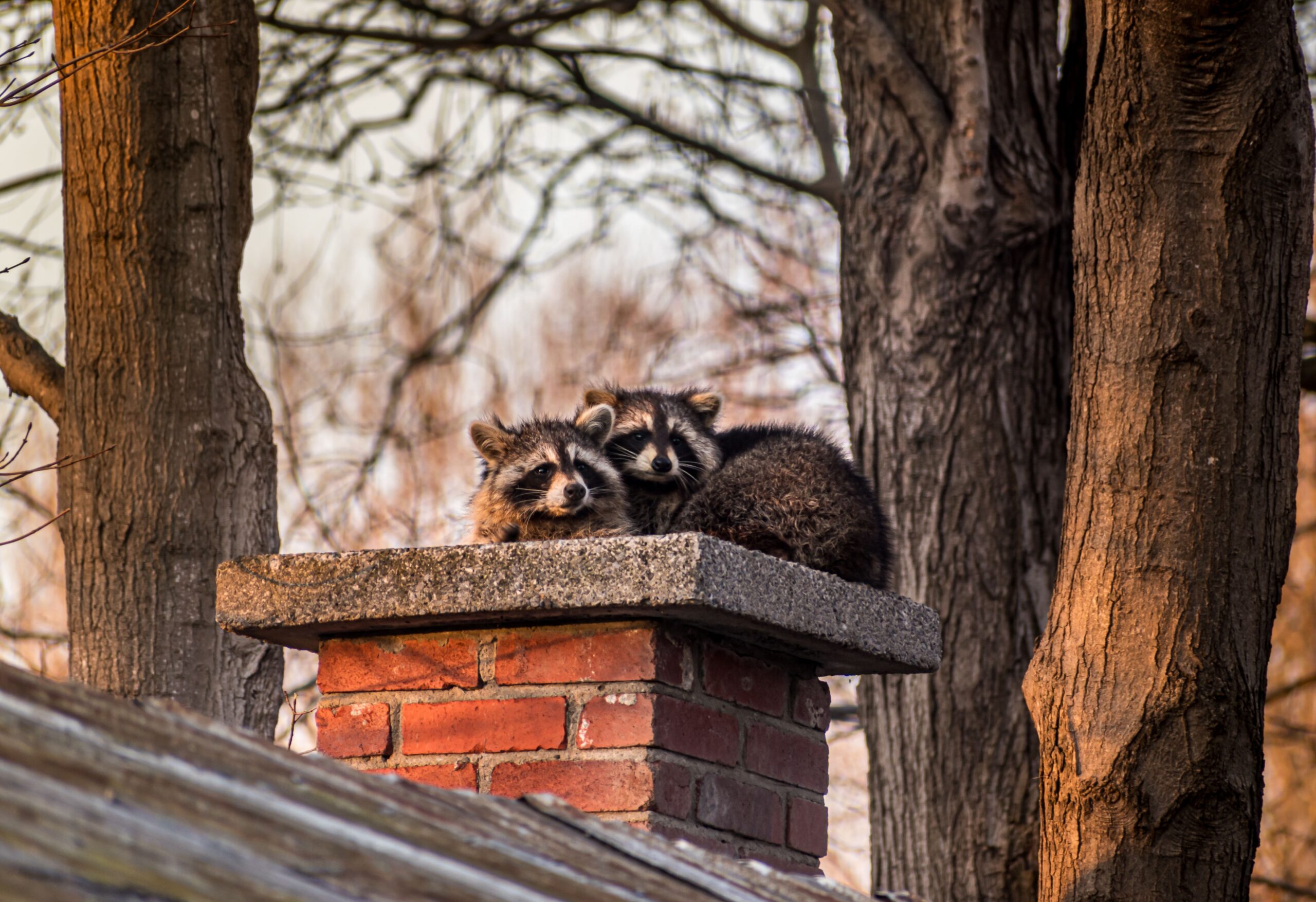 racoons entering home through a chimney