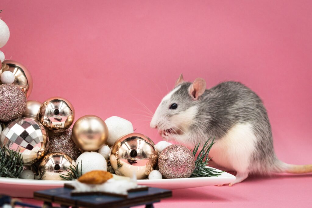 different types of rodents inside a dfw home